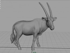 oryx 3D Model