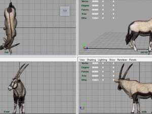 oryx 3D Model