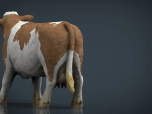 cow 2 3D Model