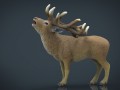 deer Model 3D