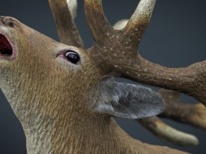deer 3D Model