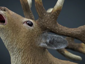 deer 3D Model