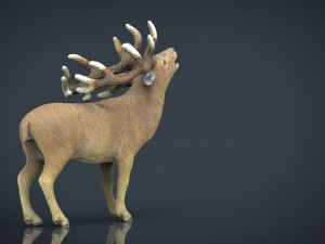 deer 3D Model