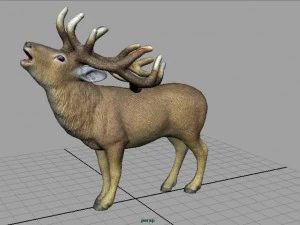deer 3D Model