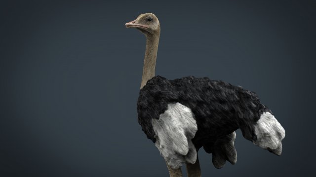 ostrich 3D Model .c4d .max .obj .3ds .fbx .stl .blend 