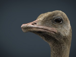 ostrich 3D Model