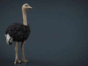 ostrich 3D Model