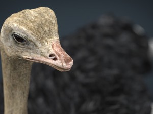 ostrich 3D Model