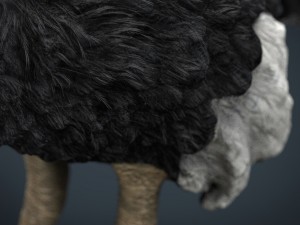 ostrich 3D Model