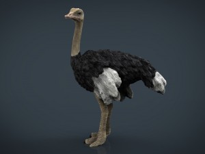 ostrich 3D Model