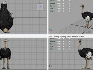 ostrich 3D Model