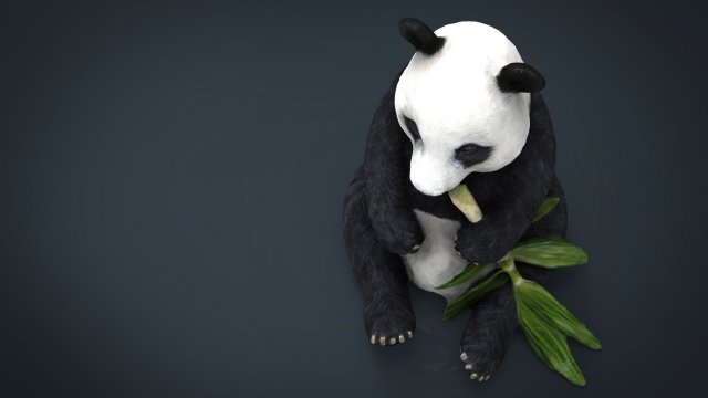 panda 3D Model in Bear 3DExport