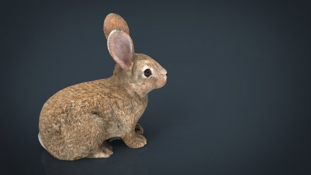 rabbit 3D 모델 .c4d .max .obj .3ds .fbx .stl .blend 