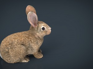 rabbit 3D Model