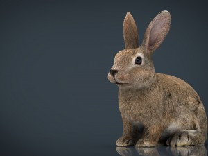 rabbit 3D 모델