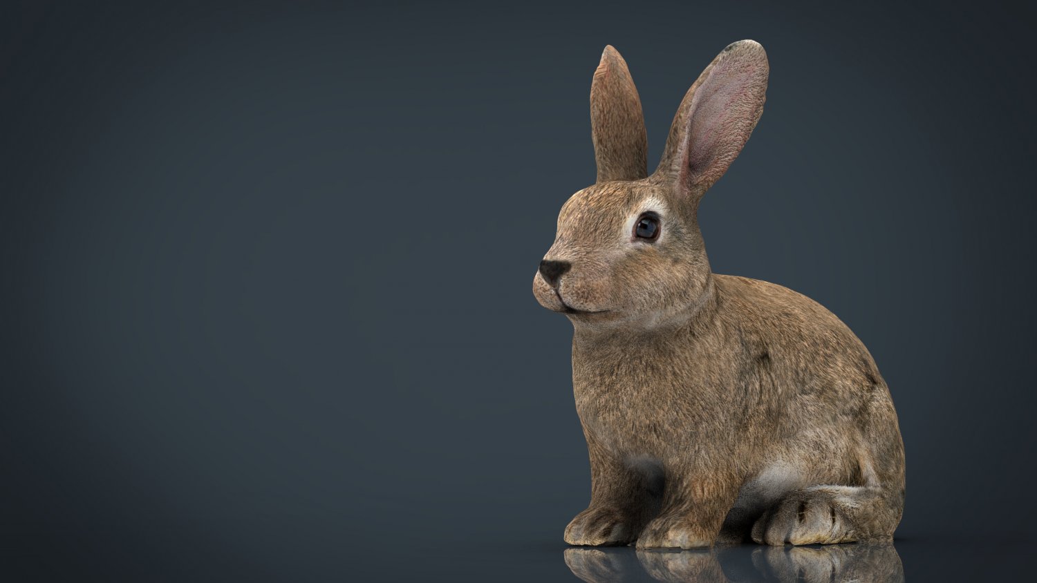 RABBIT 3D Model in Other 3DExport