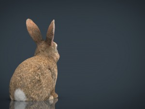 rabbit 3D 모델