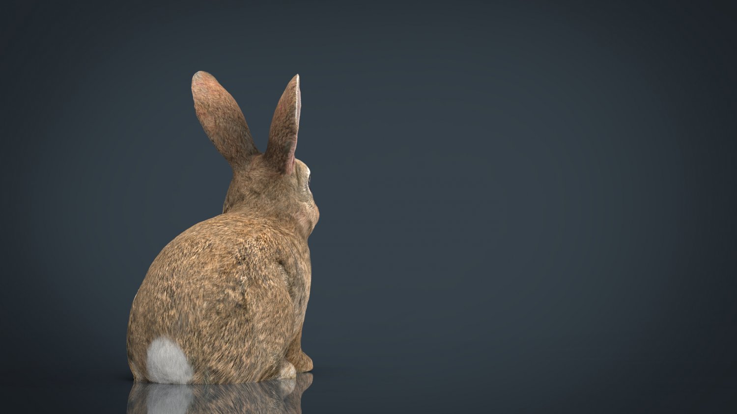 Кролик 3д модель. Кролик питер 3д модель. Рэббит 3. Кролик 3d модель. Рэббит 3.