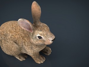 rabbit 3D 모델