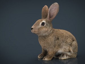 rabbit 3D 모델