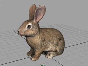 rabbit 3D 모델