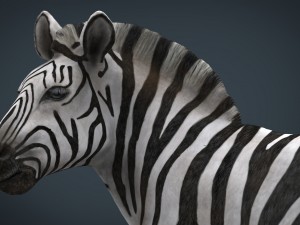 zebra Modelo 3D
