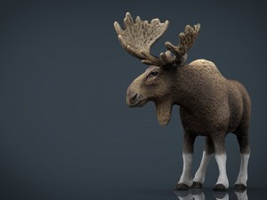 elk Modelo 3D