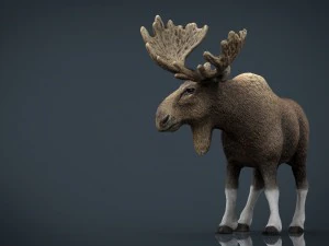 elk 3D Model