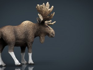 elk Modelo 3D