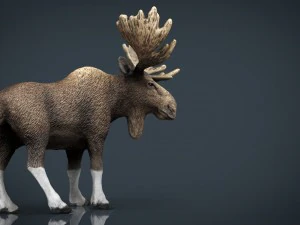 elk 3D Model