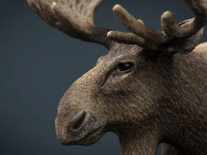 elk 3D Model