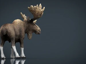 elk 3D Model