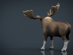 elk Modelo 3D