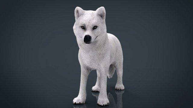 artic wolf Modelo 3D .c4d .max .obj .3ds .fbx .stl .blend 