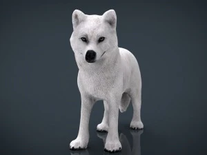 arktyczny wilk Model 3D