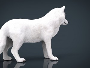artic wolf Modelo 3D