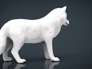 artic wolf 3D Model