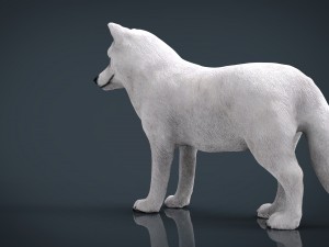 artic wolf Modelo 3D