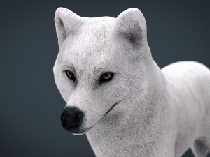 artic wolf Modelo 3D