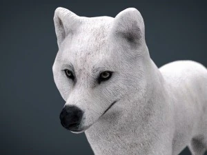 artic wolf 3D Model