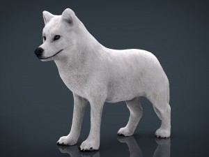 artic wolf Modelo 3D