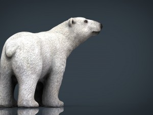 polar bear 3Dモデル