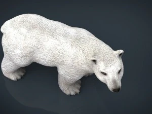 polar bear 3D Model