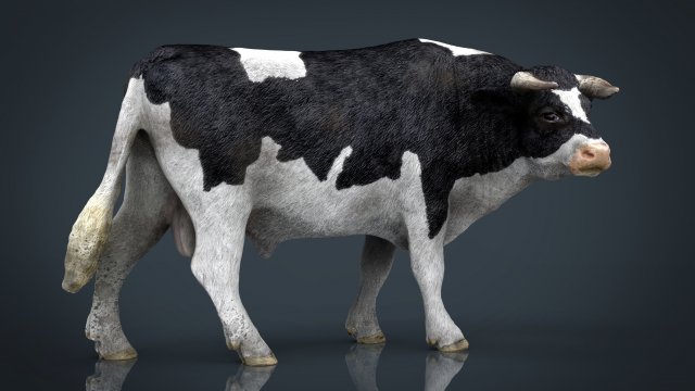 holstein bull 3D Model .c4d .max .obj .3ds .fbx .stl .blend 