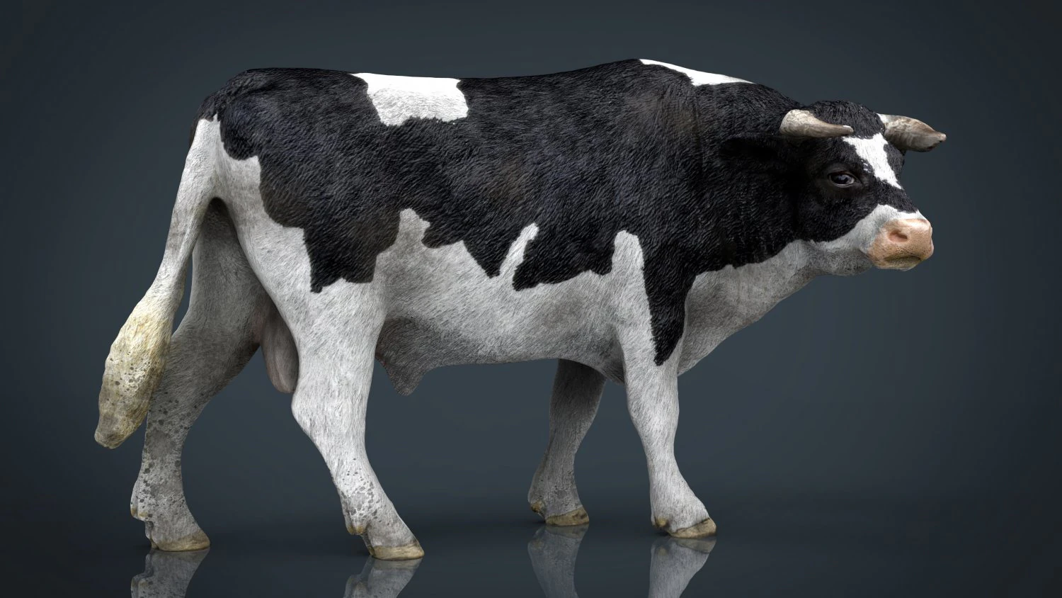 holstein bull 3D Model .c4d .max .obj .3ds .fbx .stl .blend 