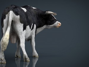 holstein bull 3D Model
