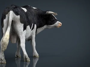 holstein bull 3D Model