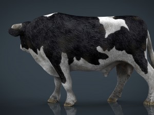 holstein bull 3D Model