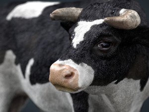 holstein bull 3D Model