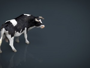 holstein bull 3D Model